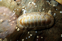 Ischnochiton variegatus
