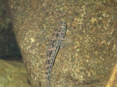 Gobiomorphus coxii