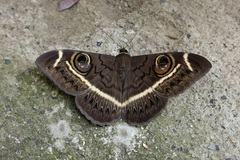 Cyligramma latona