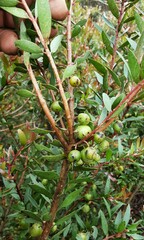 Persoonia myrtilloides