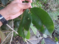 Myrcia eugeniopsoides