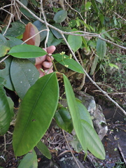 Myrcia eugeniopsoides