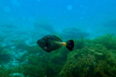 Meuschenia flavolineata