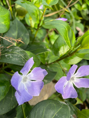 Vinca