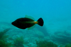 Meuschenia flavolineata