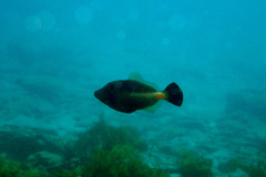 Meuschenia flavolineata