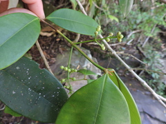 Myrcia eugeniopsoides
