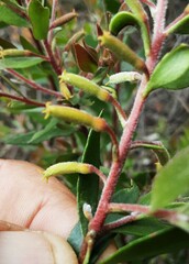 Persoonia myrtilloides