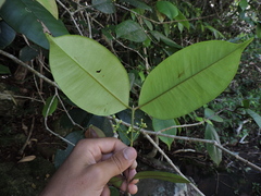 Myrcia eugeniopsoides