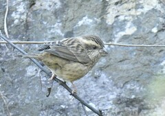 Carpodacus rodochroa