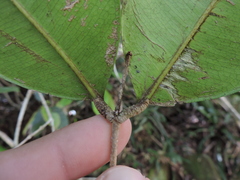 Myrcia eugeniopsoides