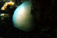 Polycitoridae