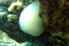 Polycitoridae