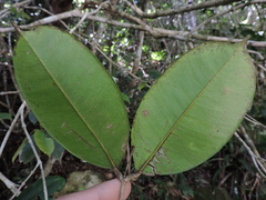Myrcia eugeniopsoides