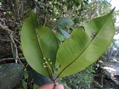 Myrcia eugeniopsoides
