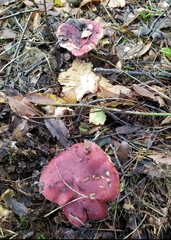 Russula