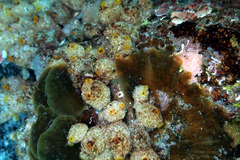 Stolonica
