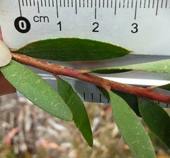Persoonia myrtilloides