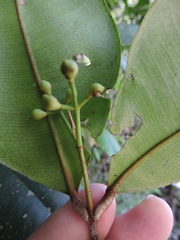 Myrcia eugeniopsoides