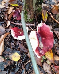 Russula