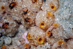 Stolonica