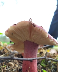 Russula