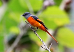 Pericrocotus solaris