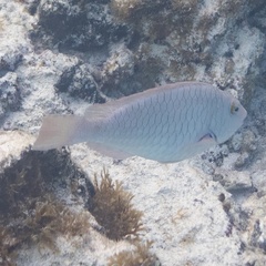 Sparisoma chrysopterum