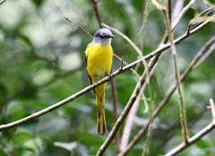 Pericrocotus solaris