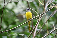 Pericrocotus solaris