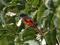 Pericrocotus solaris