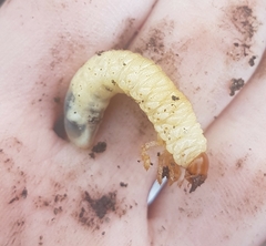 Melolontha melolontha