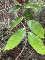 Glochidion harveyanum