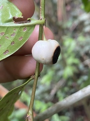 Glochidion harveyanum