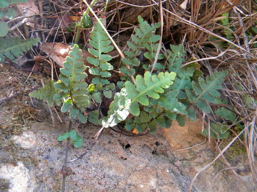 Image of Scaly Fern (Asplenium cordatum) by no rights reserved