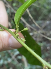 Glochidion harveyanum