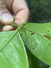 Glochidion harveyanum