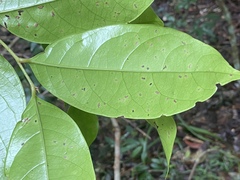 Glochidion harveyanum