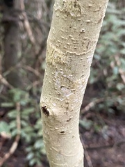 Glochidion harveyanum