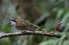 Pomatorhinus musicus