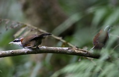 Pomatorhinus musicus