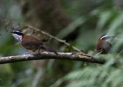 Pomatorhinus musicus