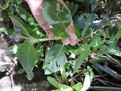 Coccocypselum lanceolatum