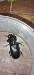 Aulacocyclus edentulus
