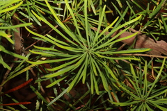 Banksia spinulosa