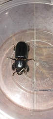 Aulacocyclus edentulus