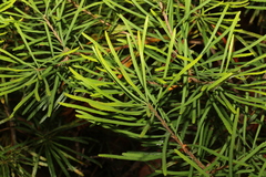 Banksia spinulosa