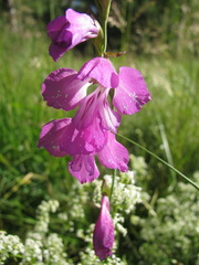 Gladiolus imbricatus