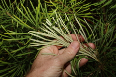 Banksia spinulosa