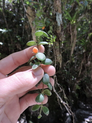 Codonanthe devosiana